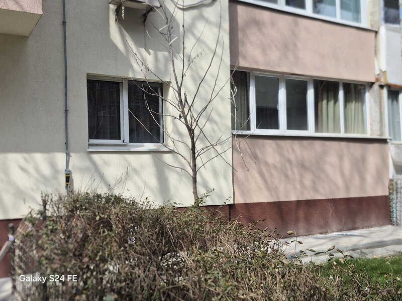 Grigore Ionescu, Teiul Doamnei,